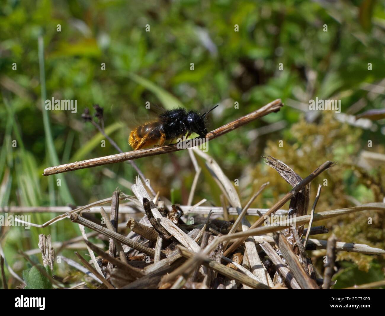 Two-coloured mason bee (Osmia bicolor) flying in with a stick to camouflaging her nest in a  Brown-lipped snail shell, chalk grassland, Somerset, UK Stock Photo