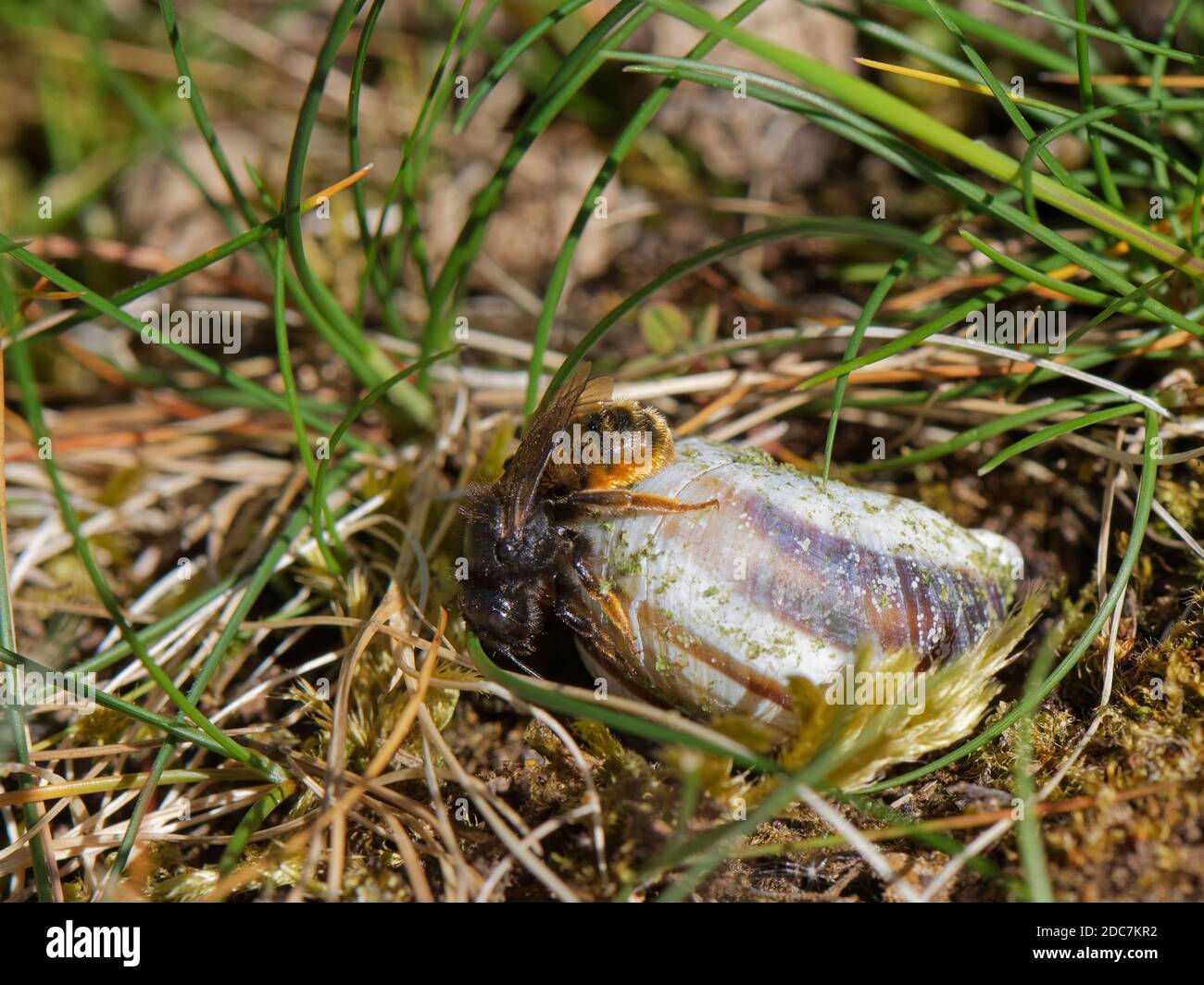 Two-coloured mason bee (Osmia bicolor) turning over a  Brown-lipped snail (Cepaeae nemoralis) shell she has built a nest in on chalk grassland, UK Stock Photo