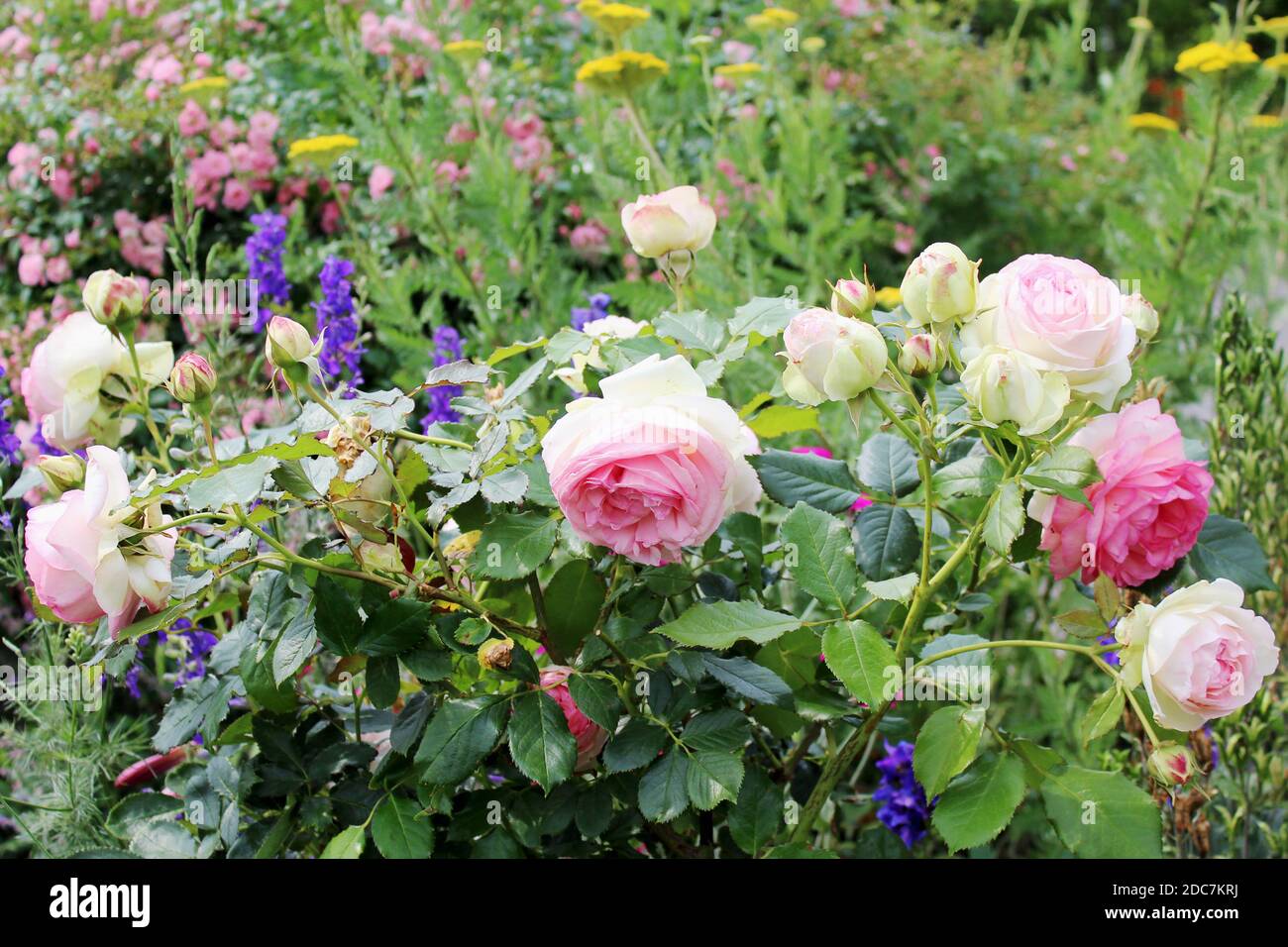 Ein Blumenbeet mit der Eden Rose, Lavendel, Goldquirl-Garbe und verschiedenen anderen Blumen in einem privaten Garten in Nordrhein Westfalen, Düsseldo Stock Photo