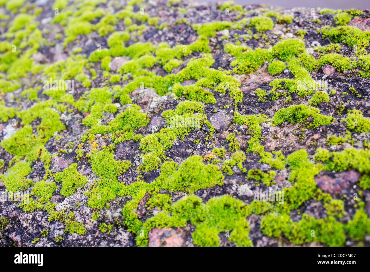 Old gray stone wall with green moss texture background Stock Photo - Alamy