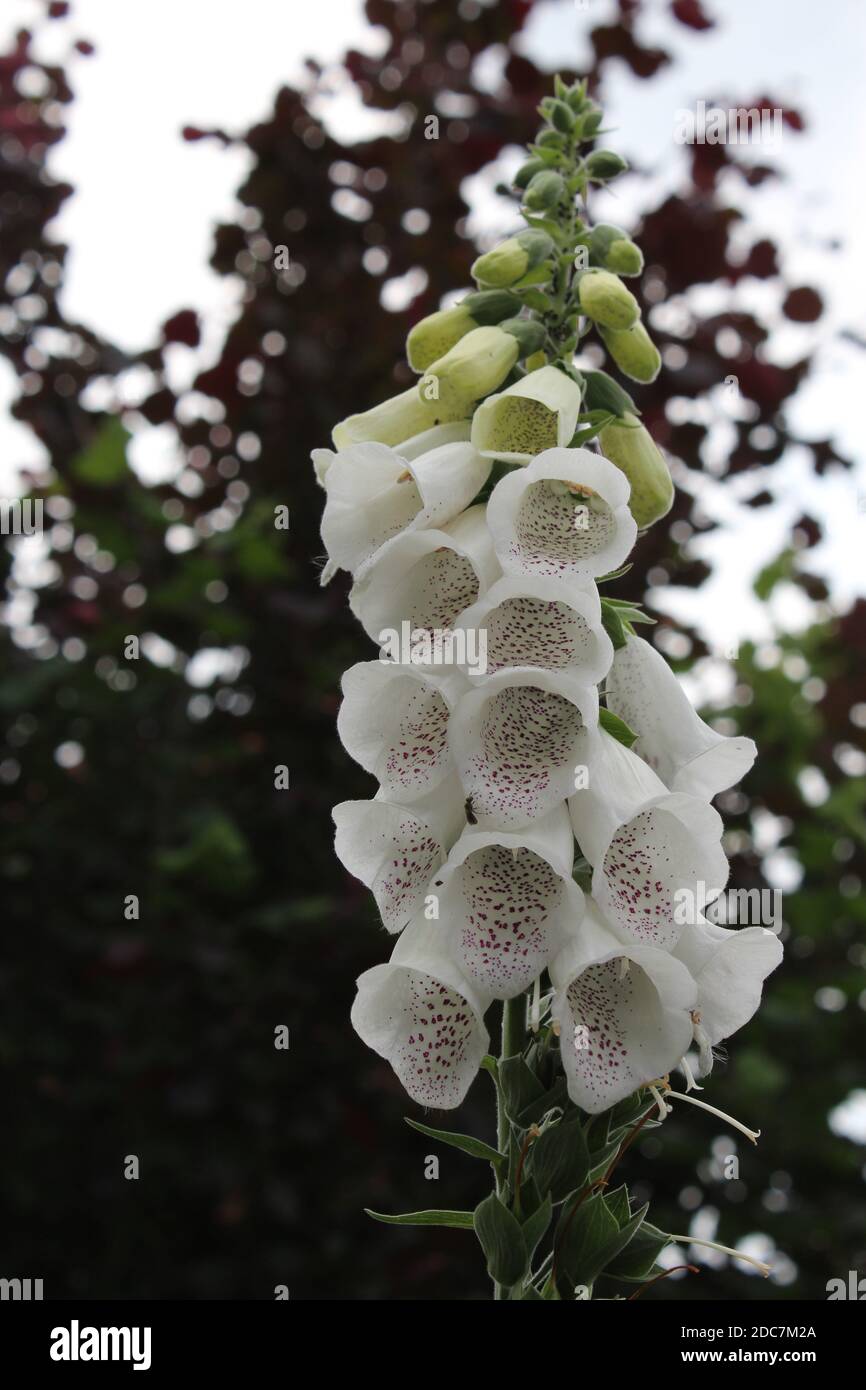 weißer Fingerhut in einem Garten Stock Photo