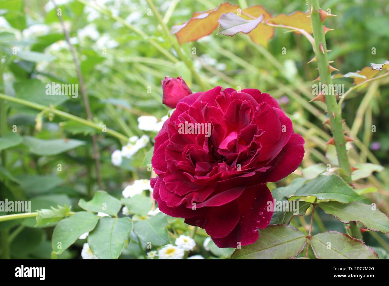 Munstead Wood Rose des Züchters David Austin blüht purpur in einem Garten Stock Photo