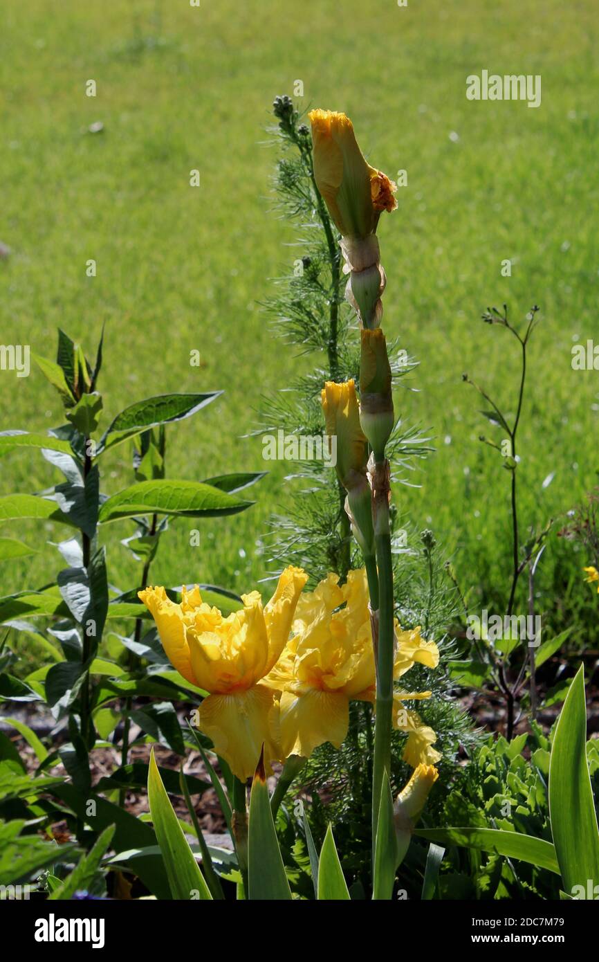 Iris in einem privaten Garten in Nordrhein-Westfalen, Deutschland Stock Photo