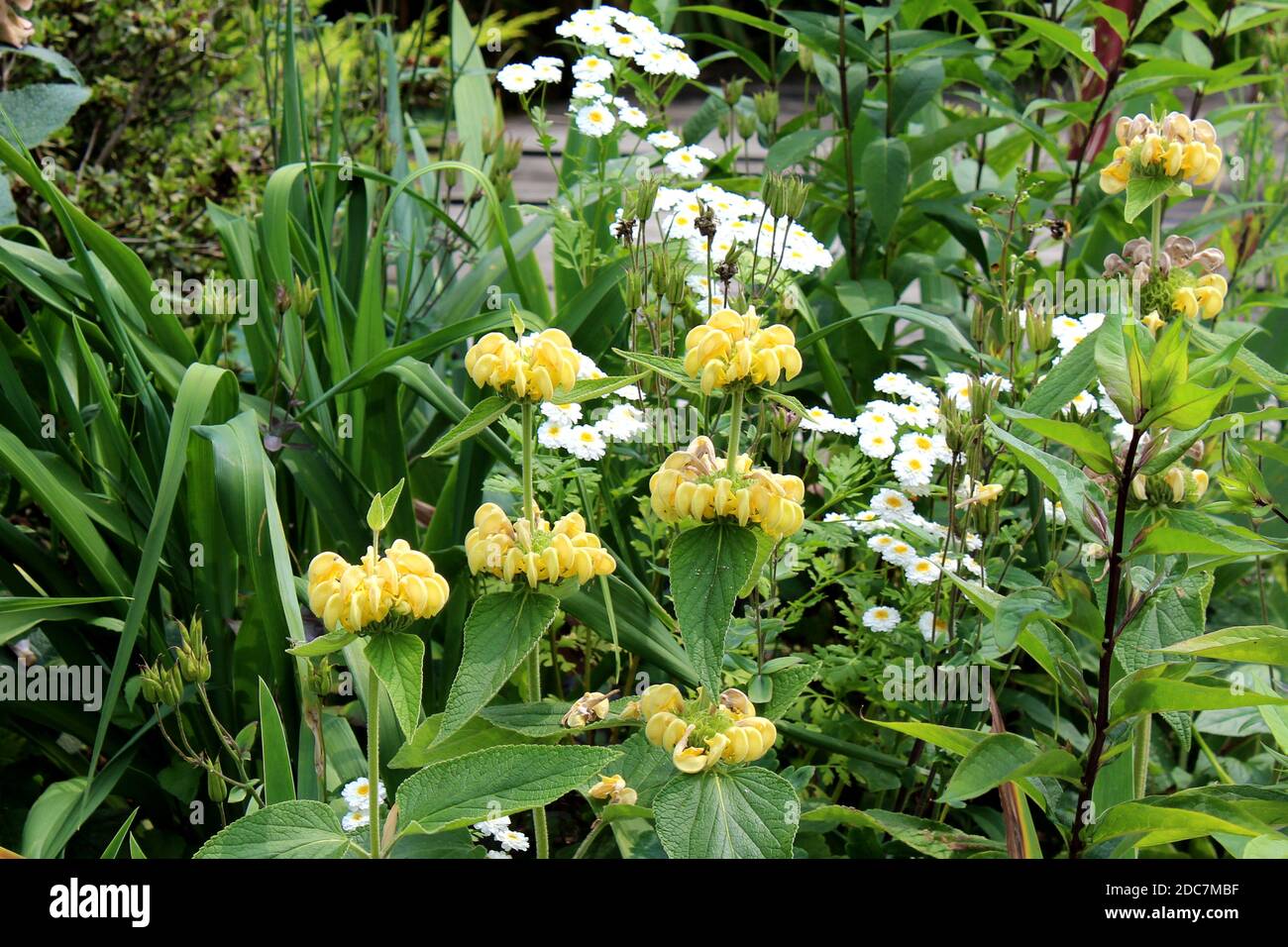 Ein Blumenbeet mit verschiedenen Pflanzen, zB. syrisches Brandkraut, in einem privaten Garten in Nordrhein Westfalen, Deutschland. Stock Photo