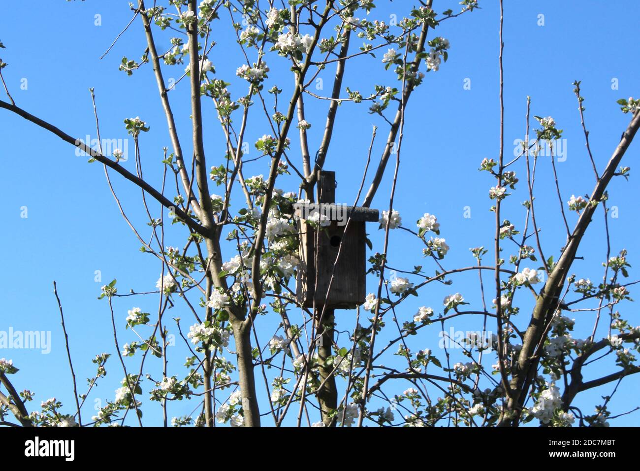 Ein Vogelhaus in einem Apfelbaum, der im Frühjahr beginnt zu blühen, Nordrhein Westfalen, Deutschland. Stock Photo