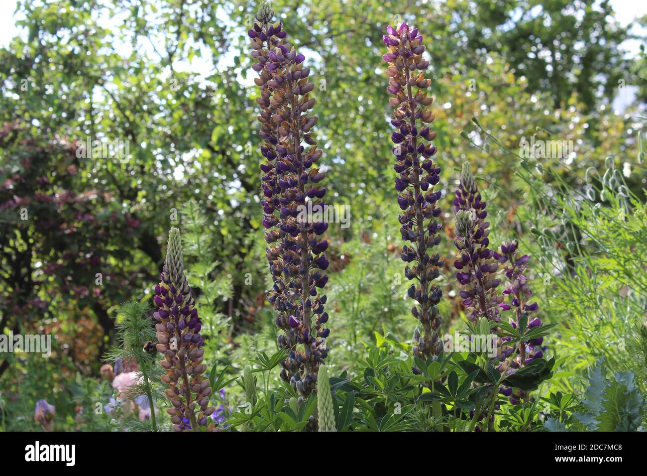 violette Lupinen in einem privaten Garten in NRW, Deutschland. Stock Photo
