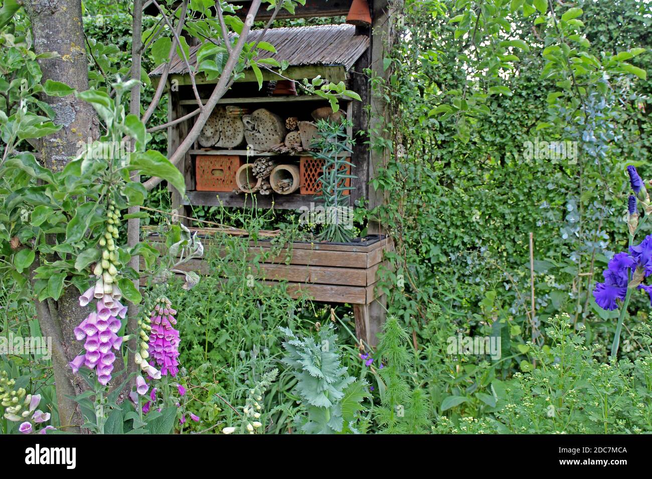 Insektenhotel, umgeben von verschiedenen Pflanzen wie Apfelbaum, Iris und Fingerhut, in einem privaten Garten in Nordrhein-Westfalen, Deutschland. Stock Photo