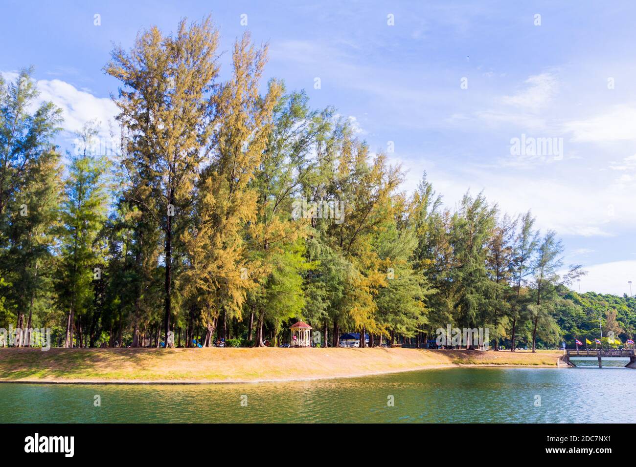 A grove of Casuarina trees in Phuket, Thailand Stock Photo