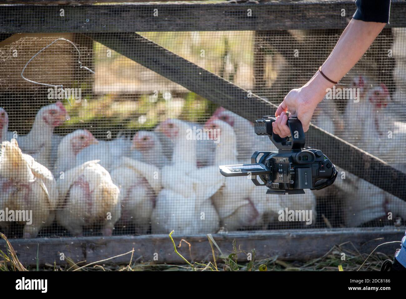 Hand carrying camera and filming caged meat chickens in Valley Lee, MD Stock Photo