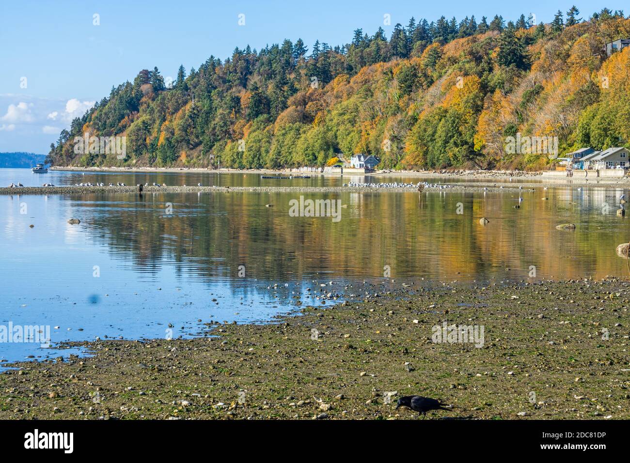Autumn trees above waterfront homes in Des Moines, Washington Stock