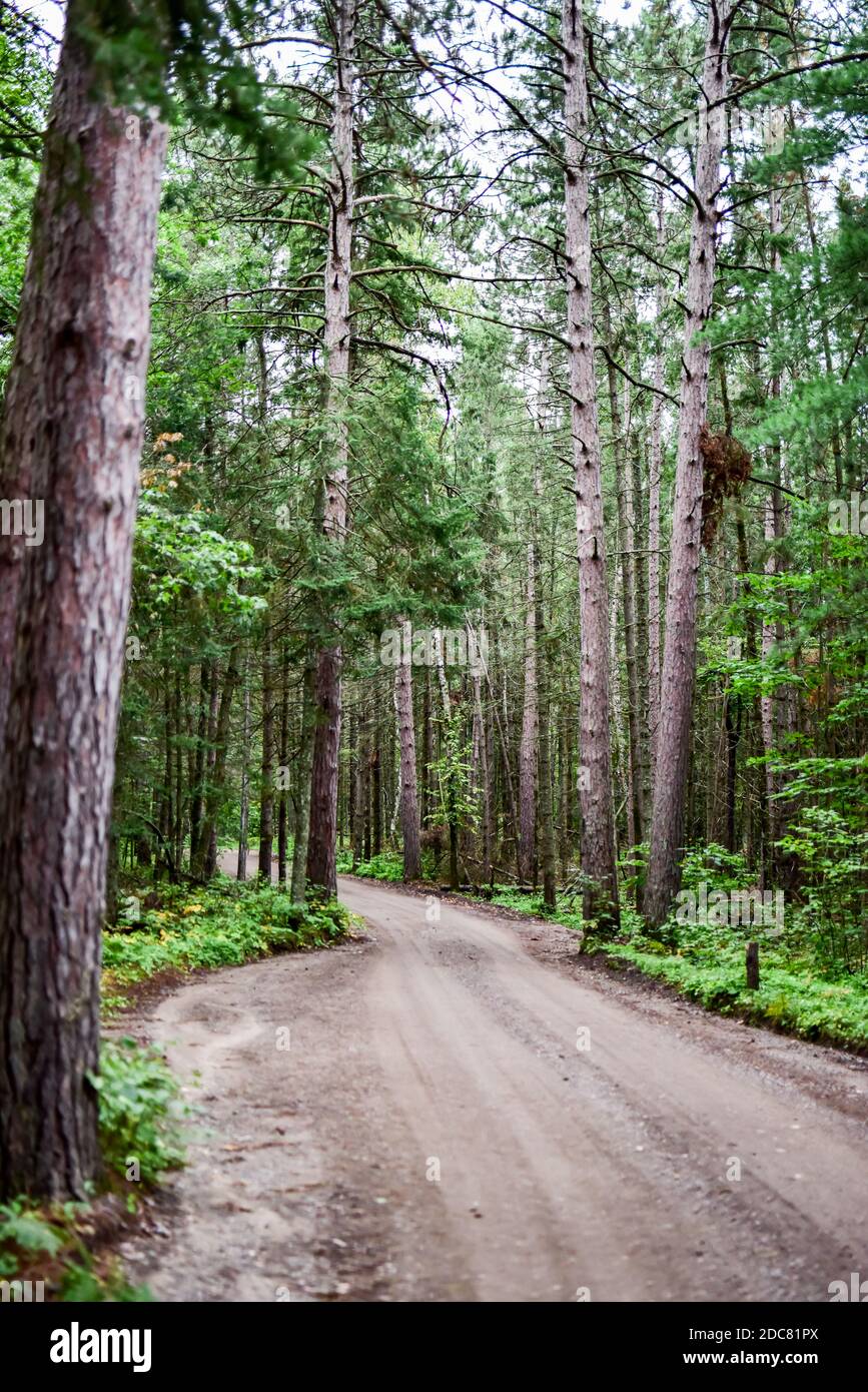 empty dirt road path through the forest trees Stock Photo - Alamy
