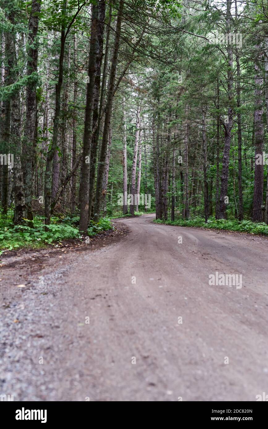empty dirt road path through the forest trees Stock Photo - Alamy