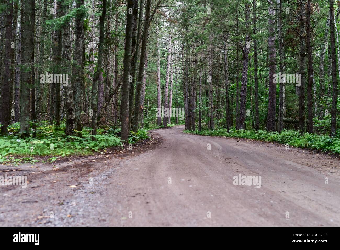 empty dirt road path through the forest trees Stock Photo - Alamy