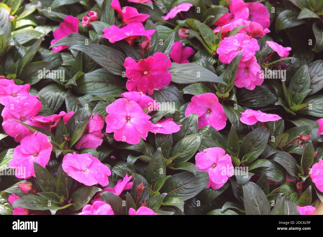 Bunch of nice fresh pink flowers with dew drops Stock Photo
