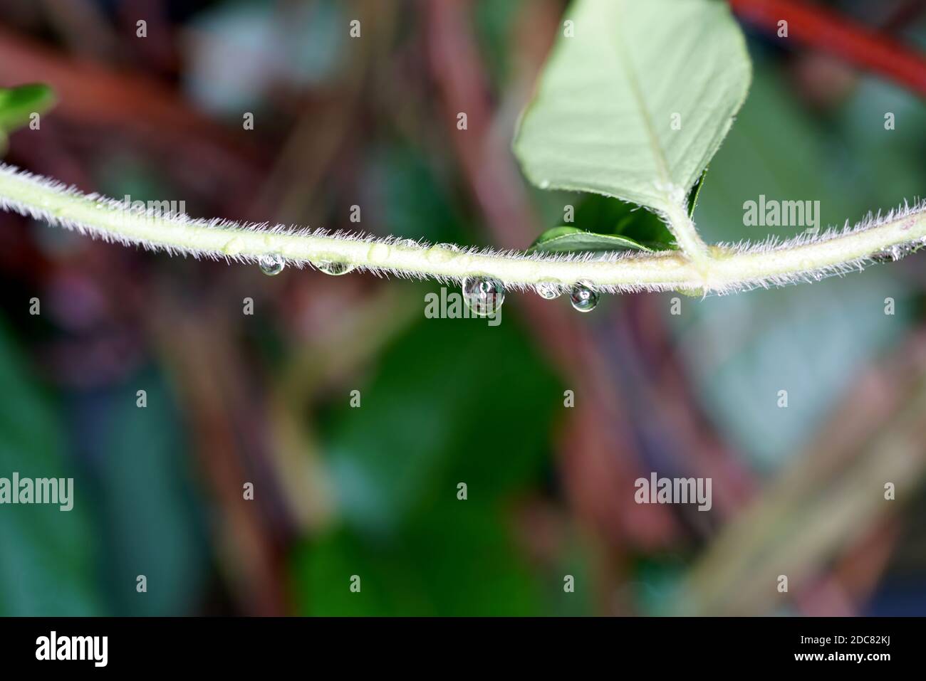 A closeup of water drops from the rain on a branch of a plant on a blurry background Stock Photo