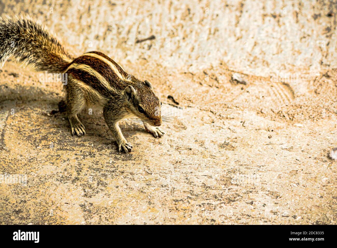Squirrel or chipmunks in rajasthan , india/ indian wildlife, cute