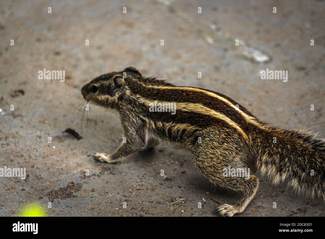 Squirrel or chipmunks in rajasthan , india/ indian wildlife, cute