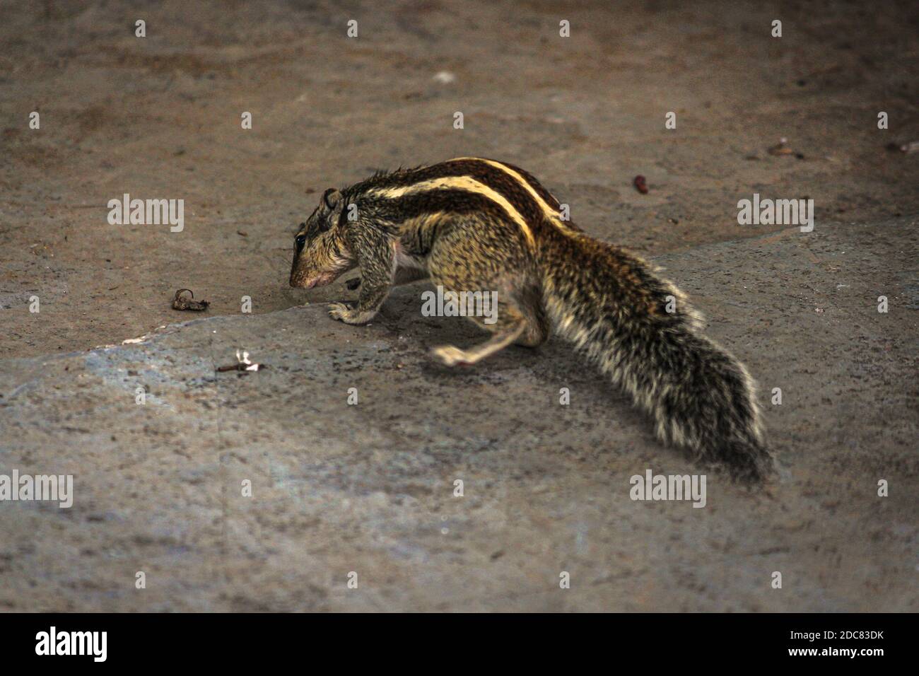 Squirrel or chipmunks in rajasthan , india/ indian wildlife, cute