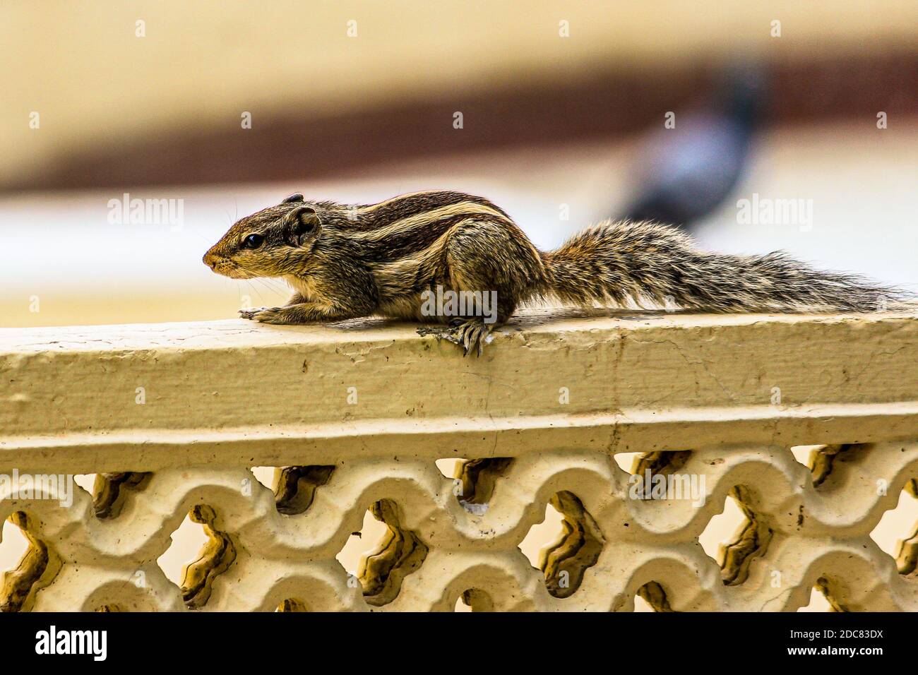 Squirrel or chipmunks in rajasthan , india/ indian wildlife, cute
