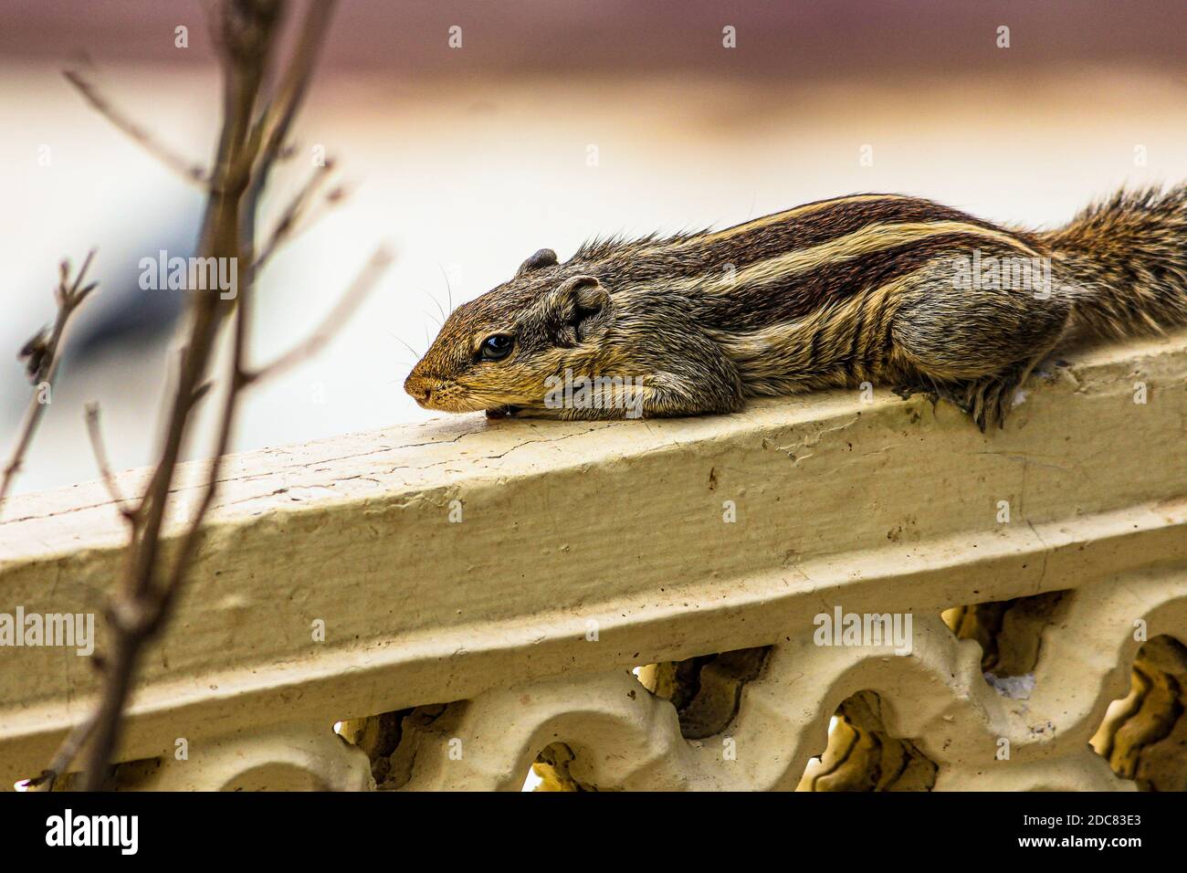 Squirrel or chipmunks in rajasthan , india/ indian wildlife, cute