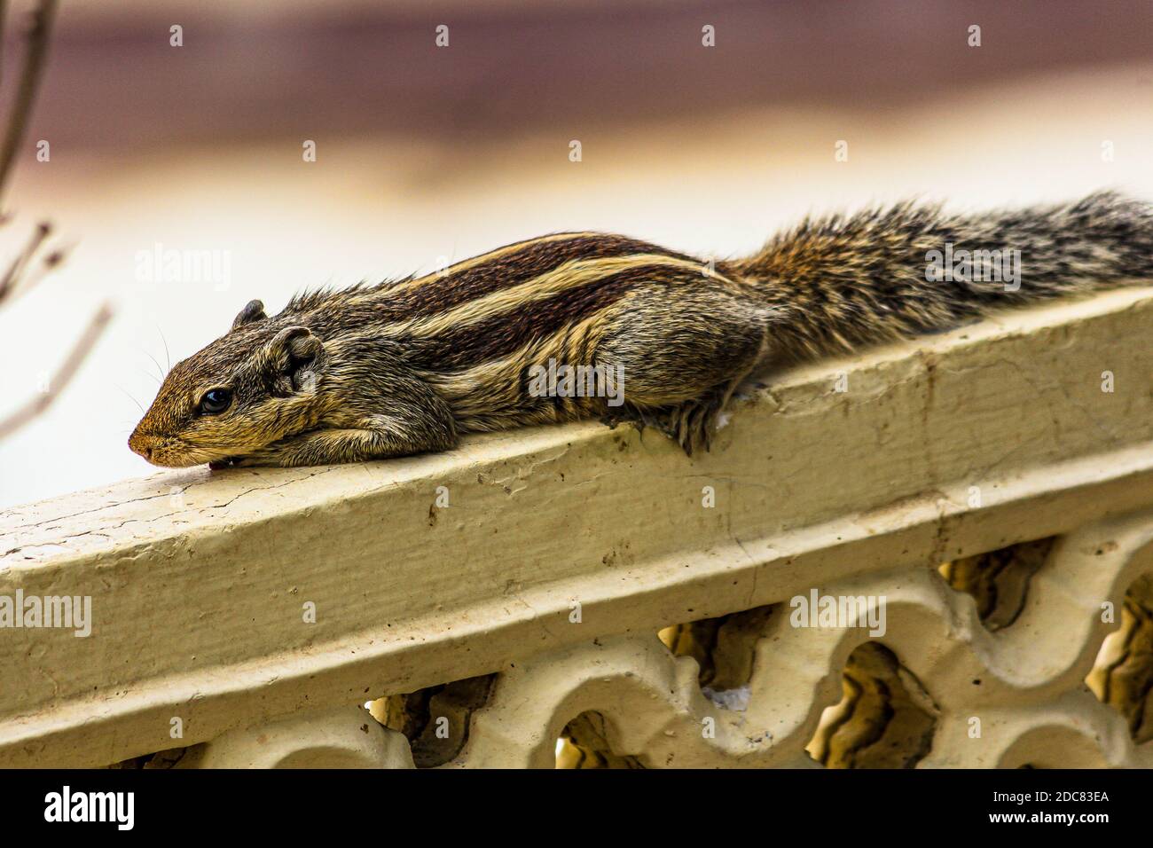 Squirrel or chipmunks in rajasthan , india/ indian wildlife, cute rodent animal Stock Photo