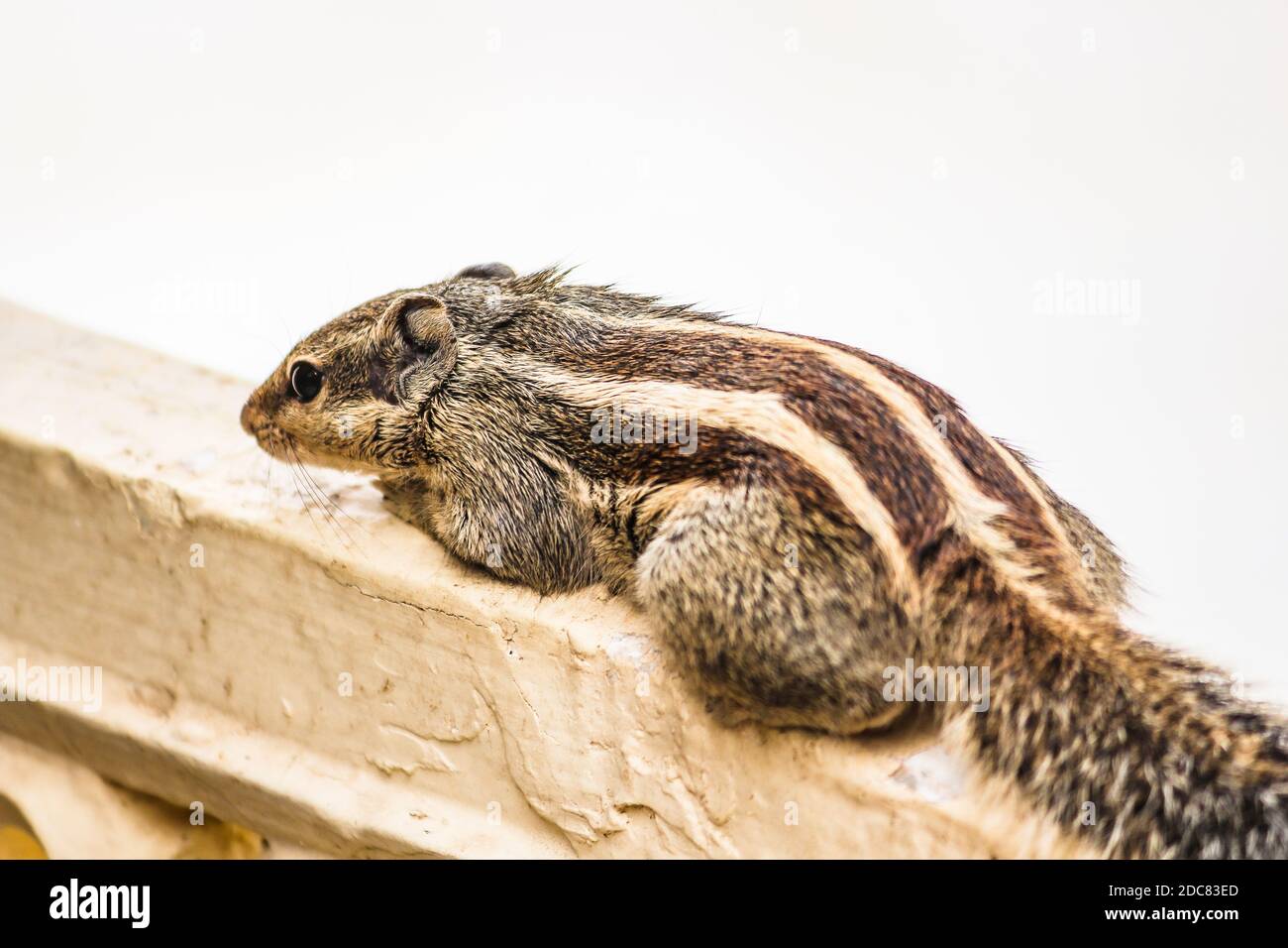 Squirrel or chipmunks in rajasthan , india/ indian wildlife, cute