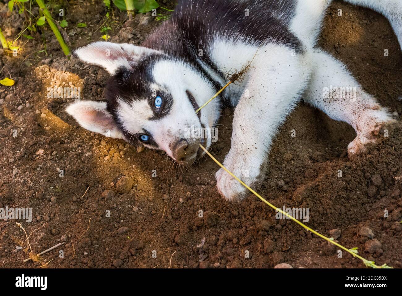 Husky hotsell digging holes