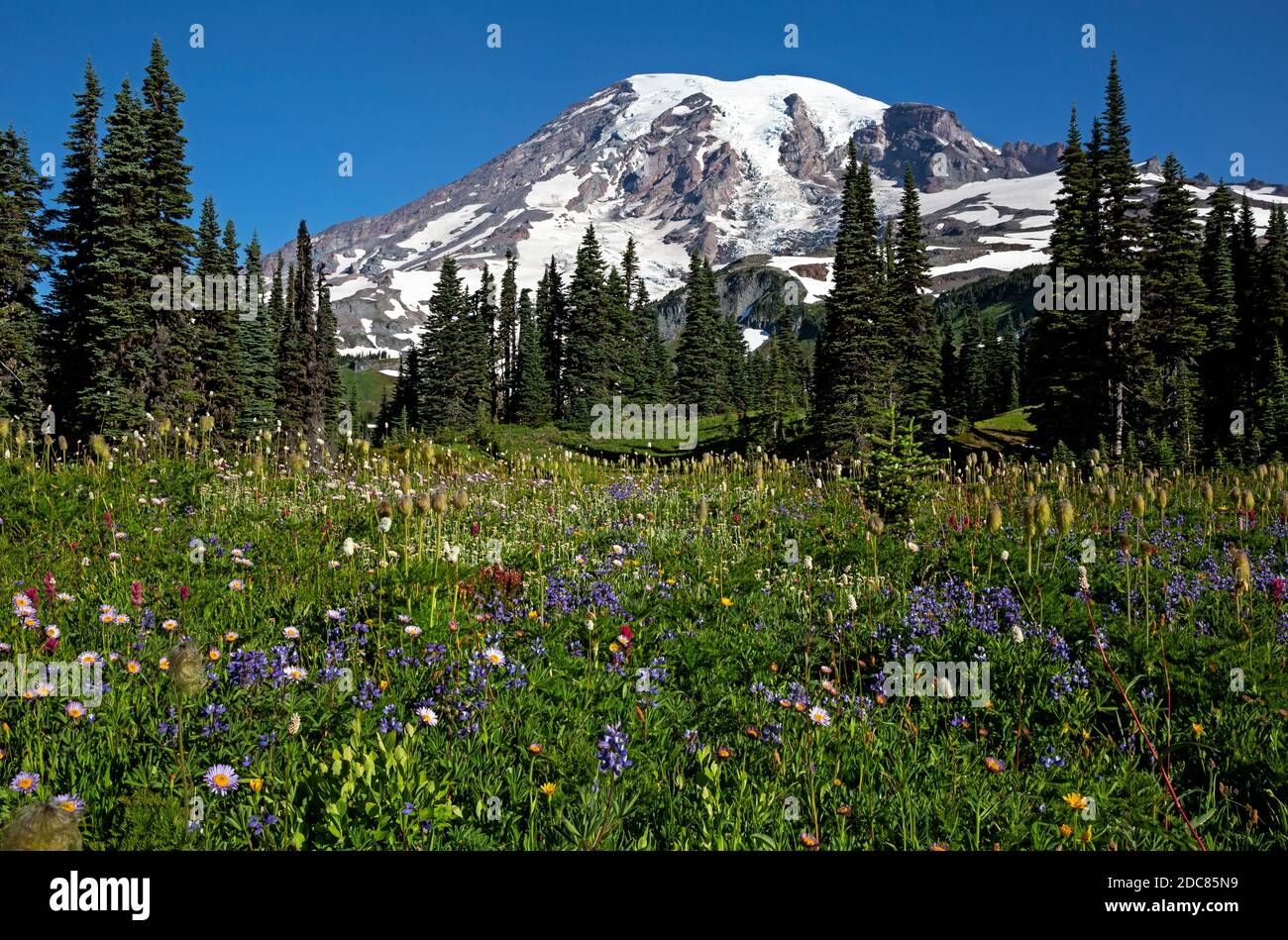 WA18262-00...WASHINGTON - The Mountain Daisy blooming among the paintbrush and the Western Anemone in a meadow on Mazama Ridge in Olympic National Par Stock Photo