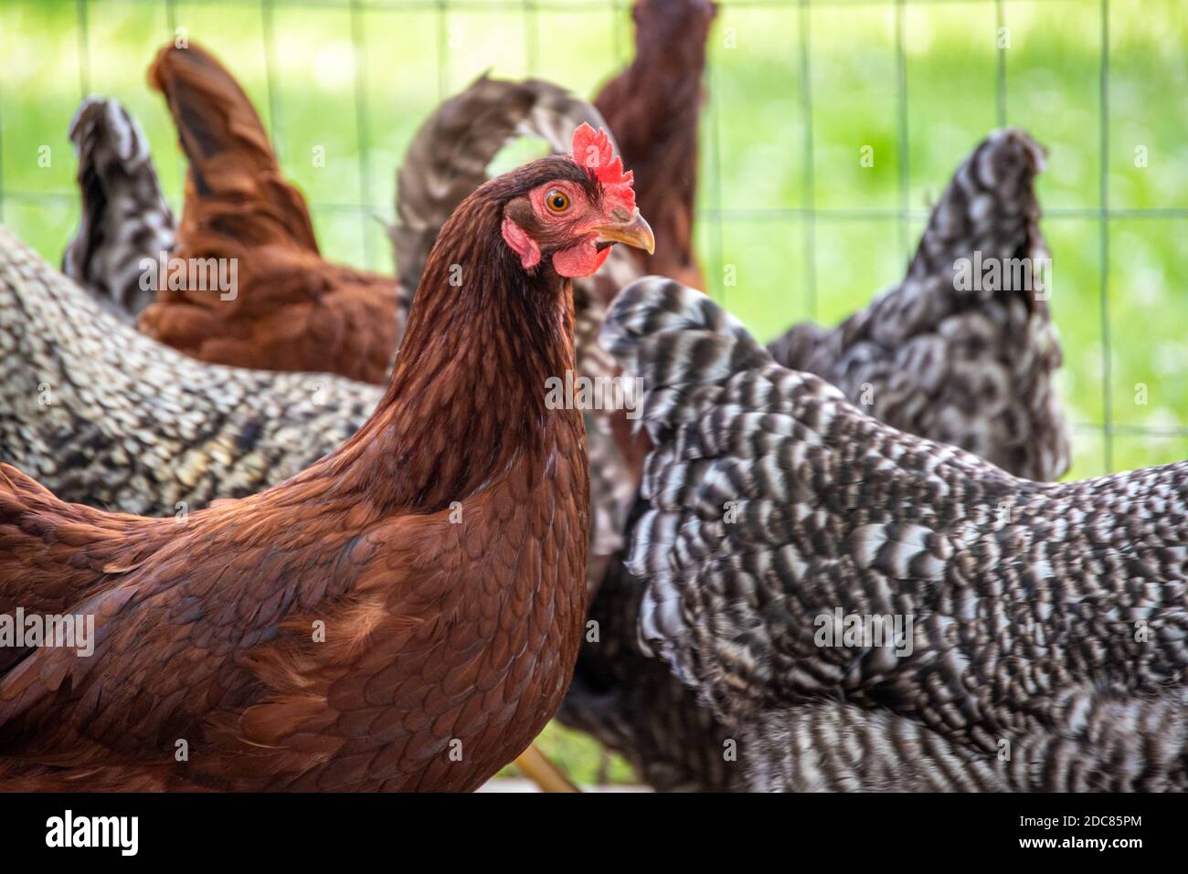 Chickens inside coop in backyard in Ridgely, MD Stock Photo Alamy