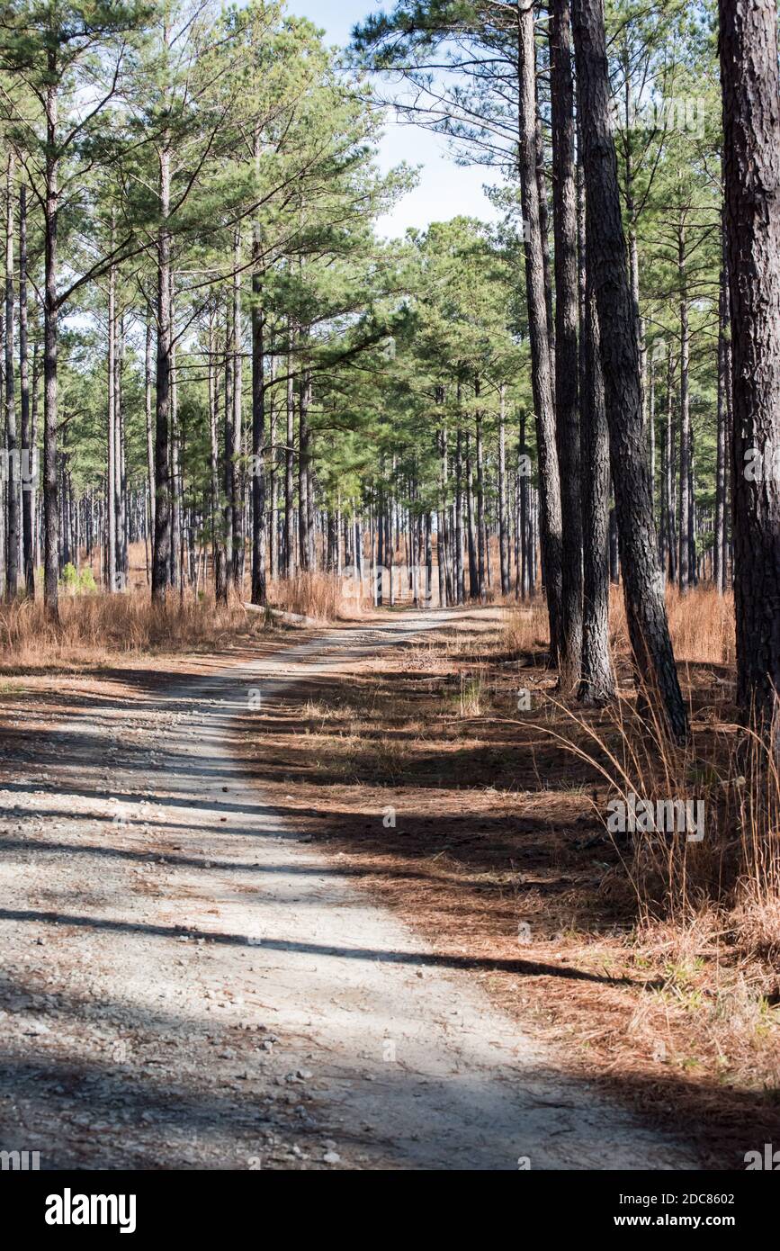 empty dirt road path through the forest trees Stock Photo - Alamy