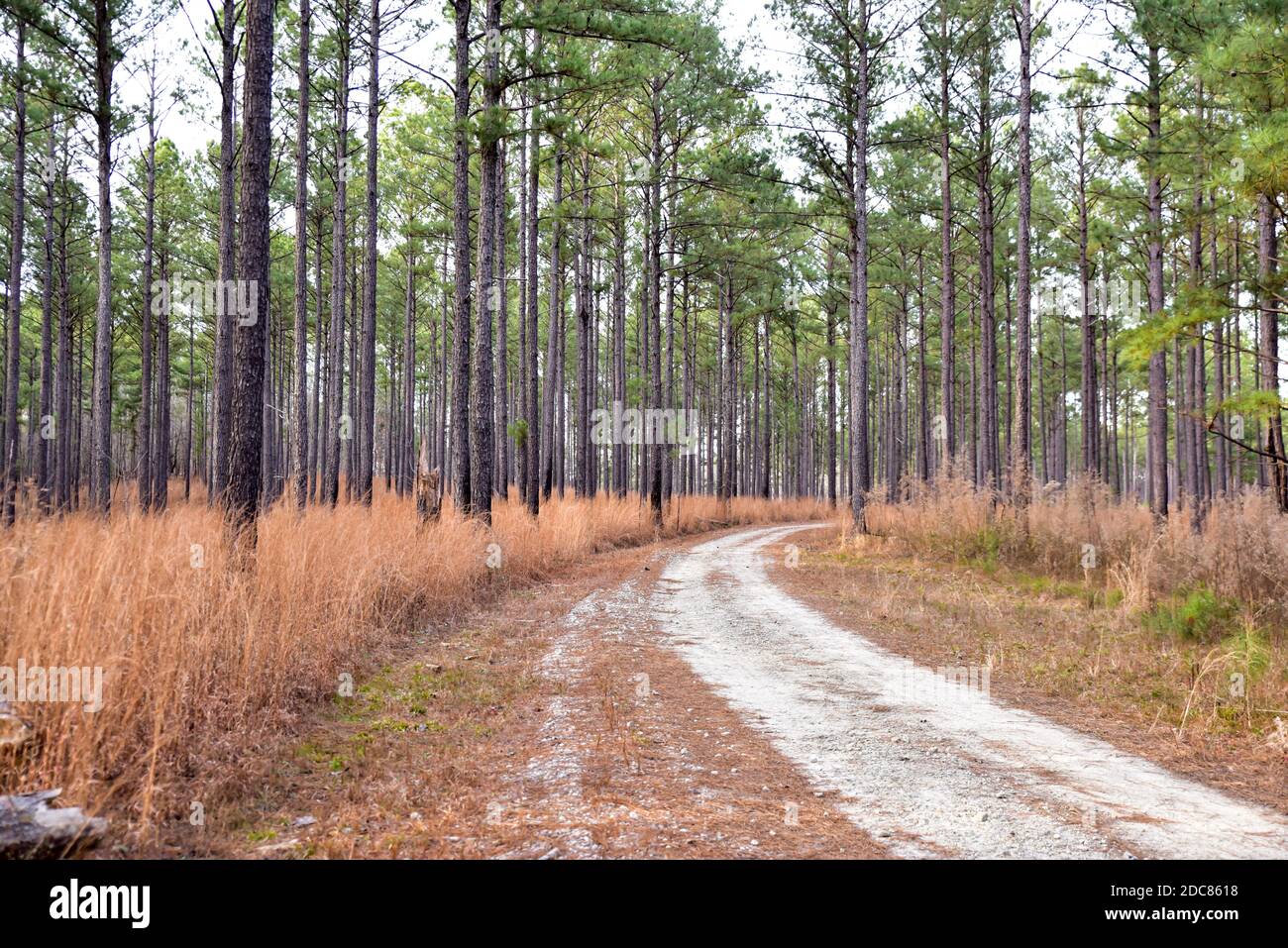 empty dirt road path through the forest trees Stock Photo - Alamy