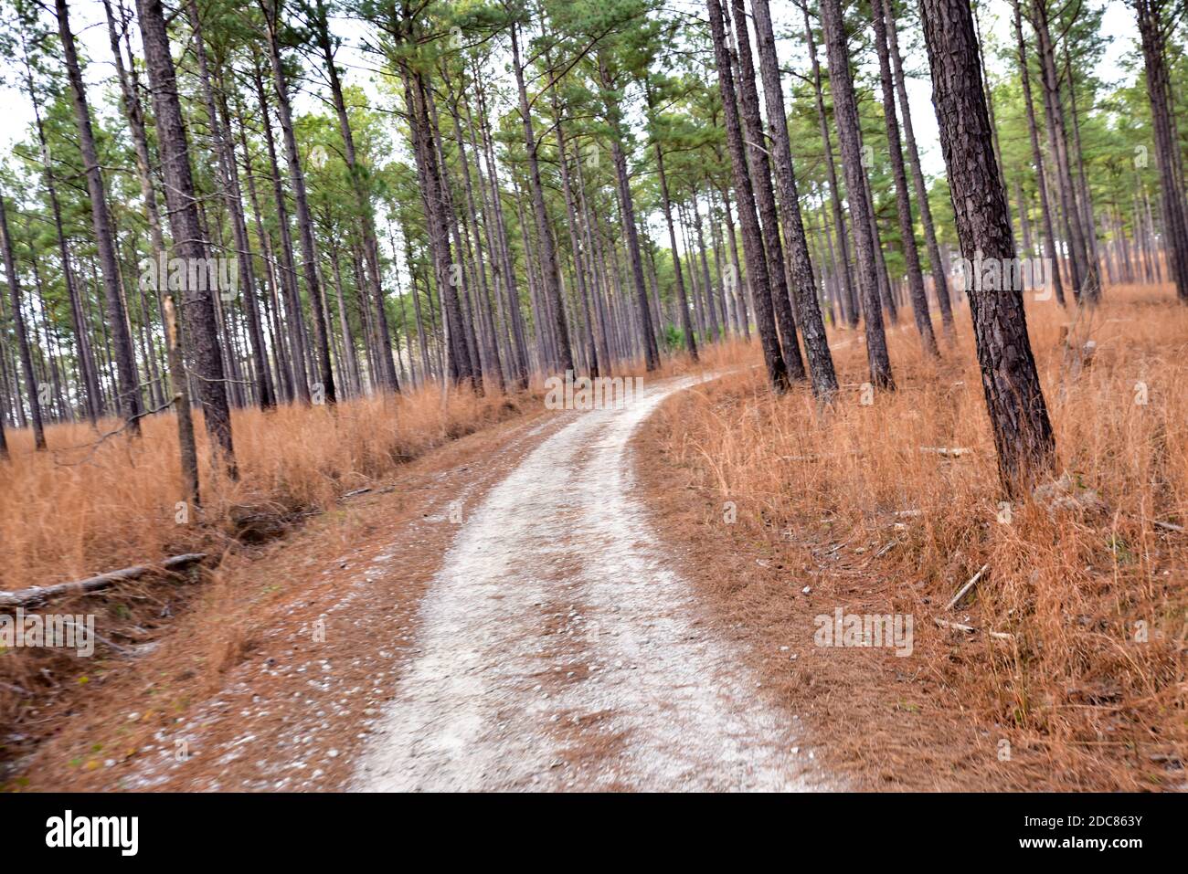 empty dirt road path through the forest trees Stock Photo - Alamy