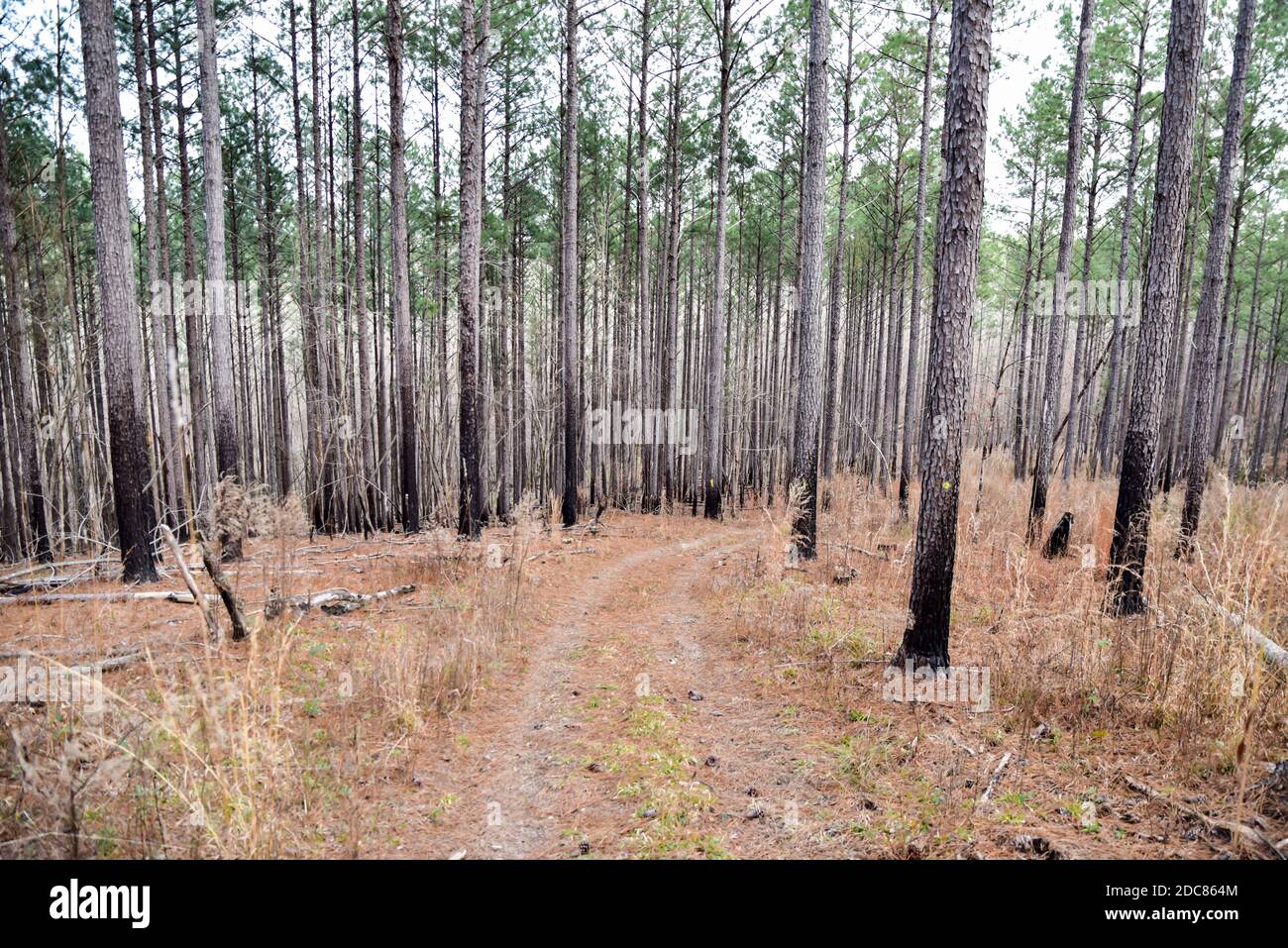 empty dirt road path through the forest trees Stock Photo - Alamy