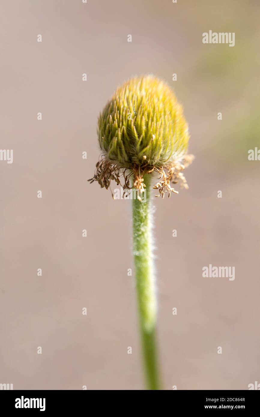 WA18269-00...WASHINGTON - A seed pod forming from a flowering Western Anemone in Mount Rainier National Park. Stock Photo