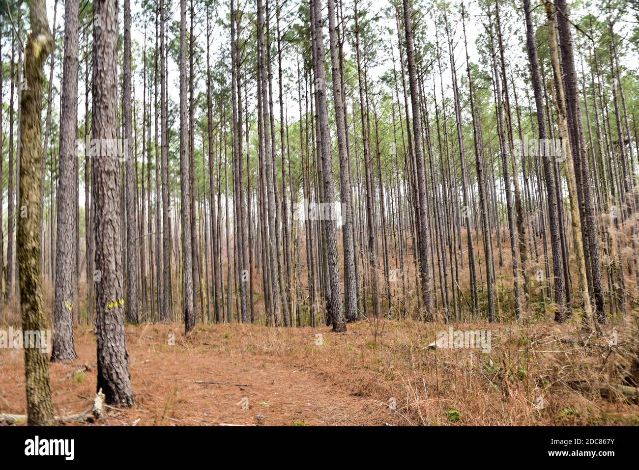 empty dirt road path through the forest trees Stock Photo - Alamy