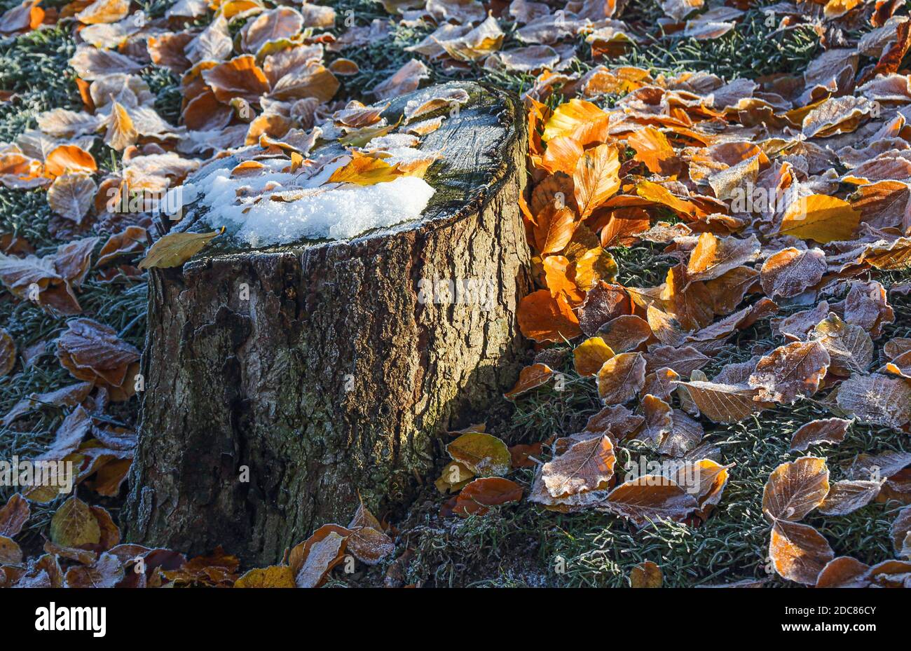 Tree stump in the snow. The colors of the foliage shone beautifully. Stock Photo