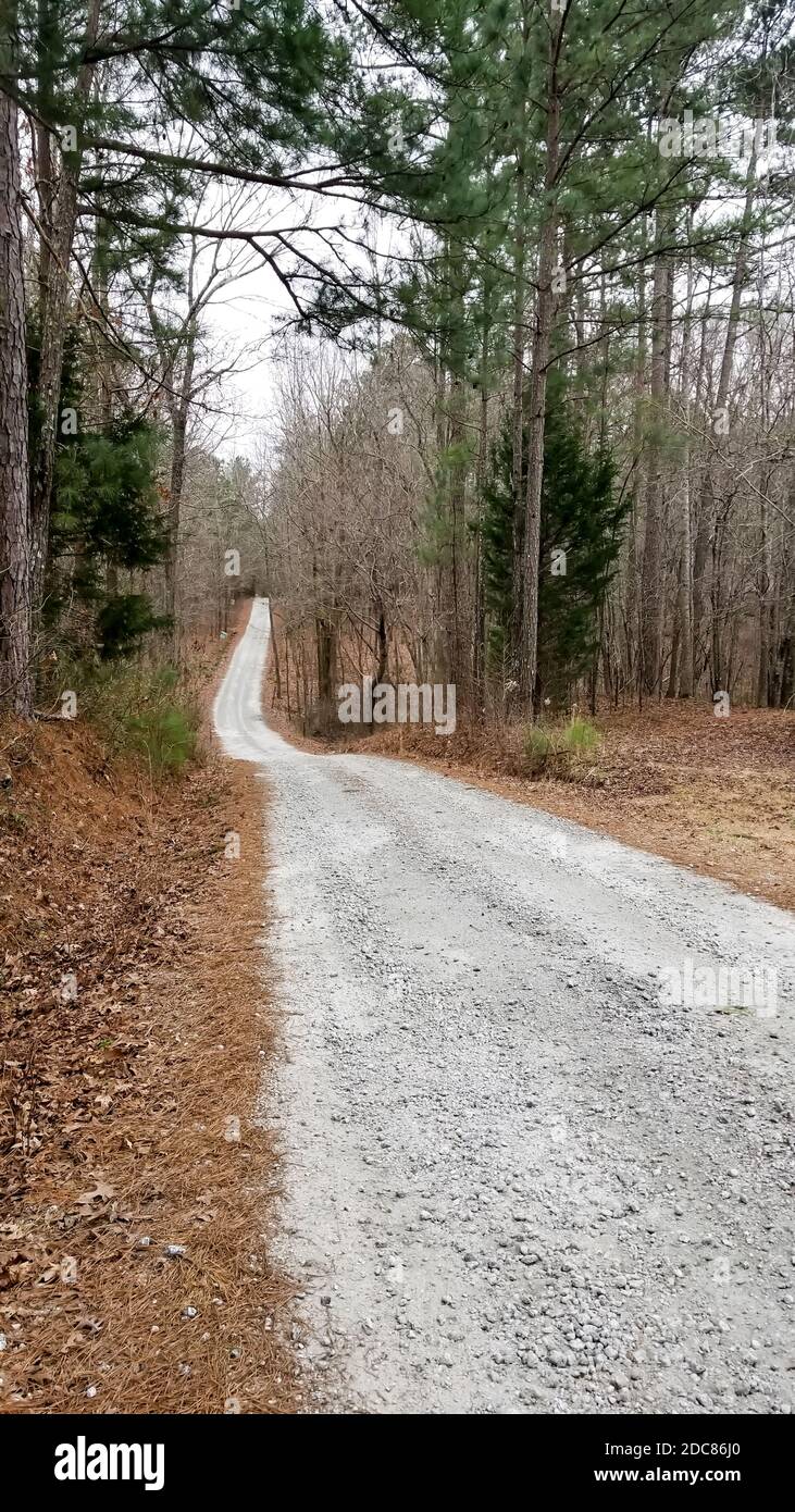 empty dirt road path through the forest trees Stock Photo - Alamy