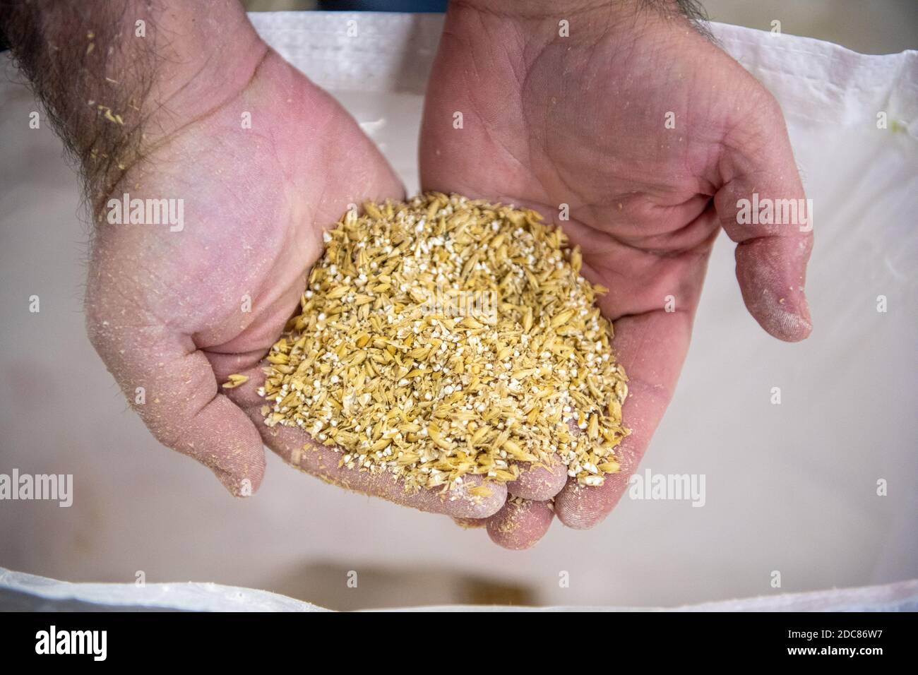 Hands holding barley during the beer making process at MullyÕs Brewery