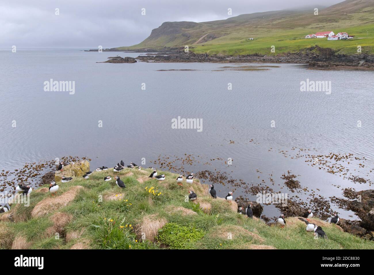 Atlantic puffins (Fratercula arctica) on sea cliff top in seabird colony in summer, Iceland Stock Photo