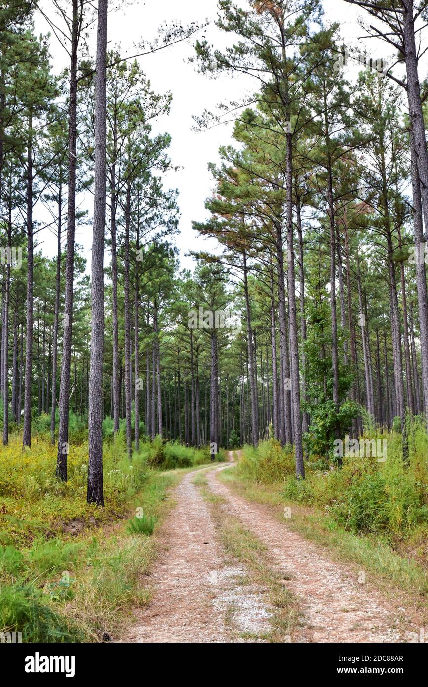empty dirt road path through the forest trees Stock Photo - Alamy