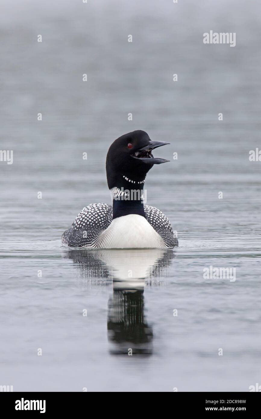 Common loon / great northern diver (Gavia immer) in breeding plumage calling while swimming in summer Stock Photo
