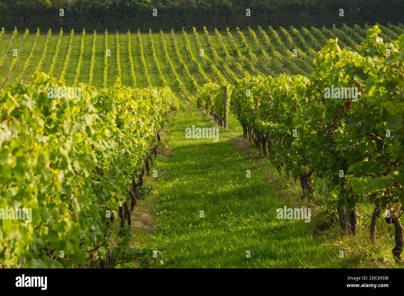 Rows of vines in vineyard, Dorking, Surrey, England Stock Photo
