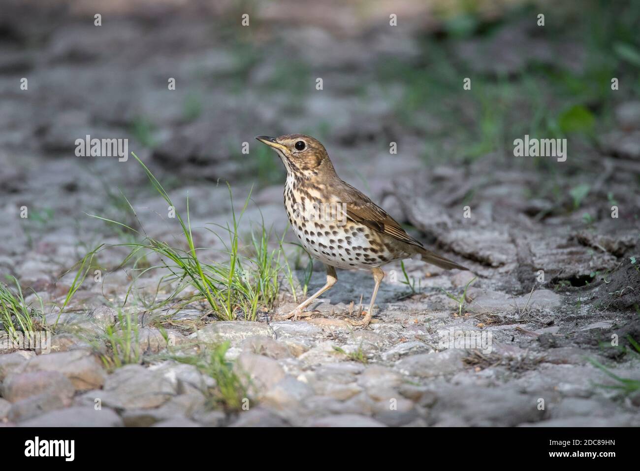 Song thrush (Turdus philomelos) foraging on the ground in summer Stock Photo