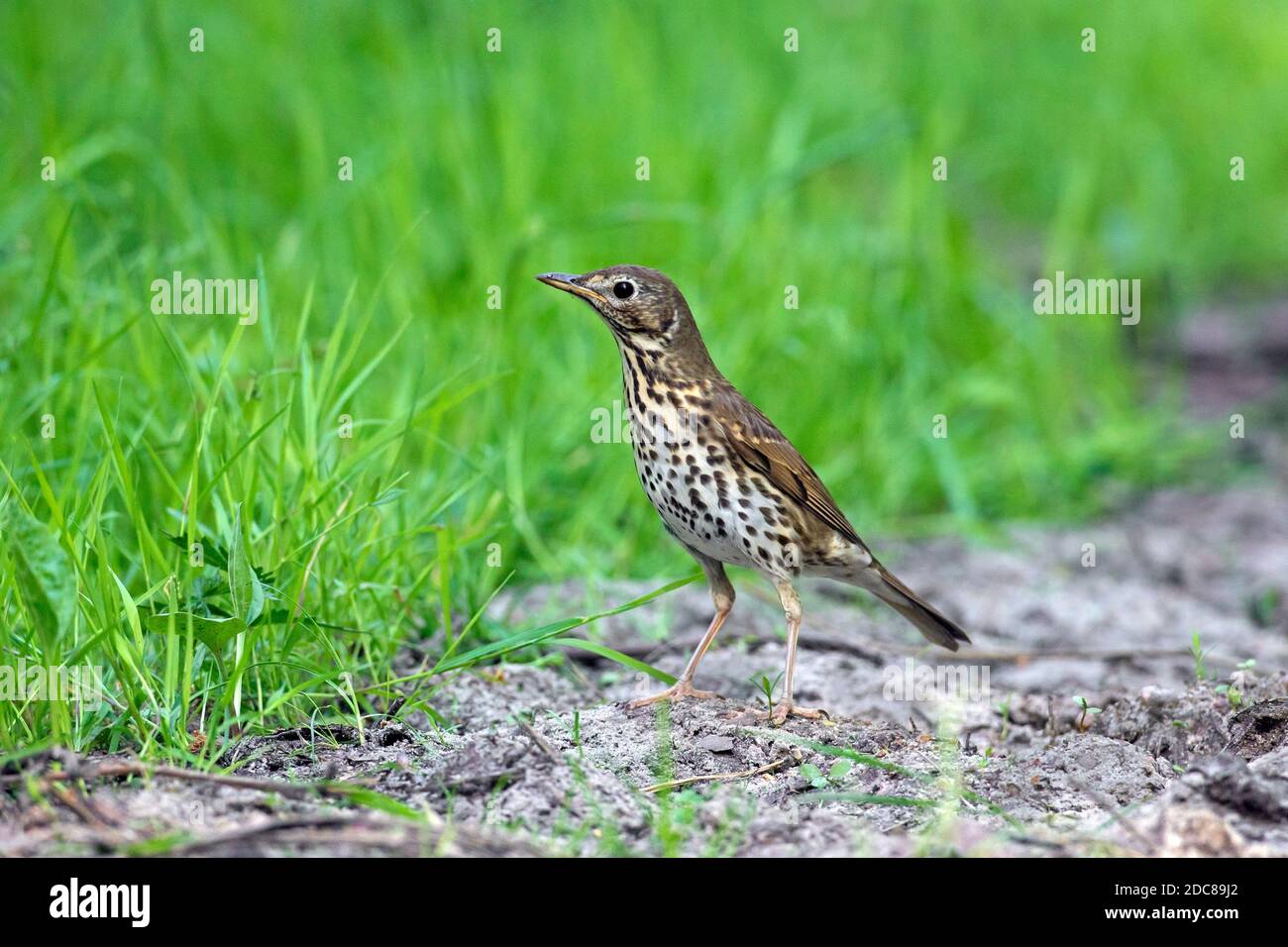 Song thrush (Turdus philomelos) foraging on the ground in summer Stock Photo