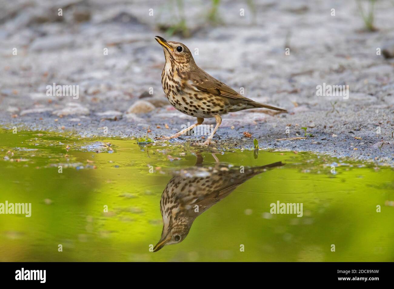 Song thrush (Turdus philomelos) drinking water from pond in summer Stock Photo