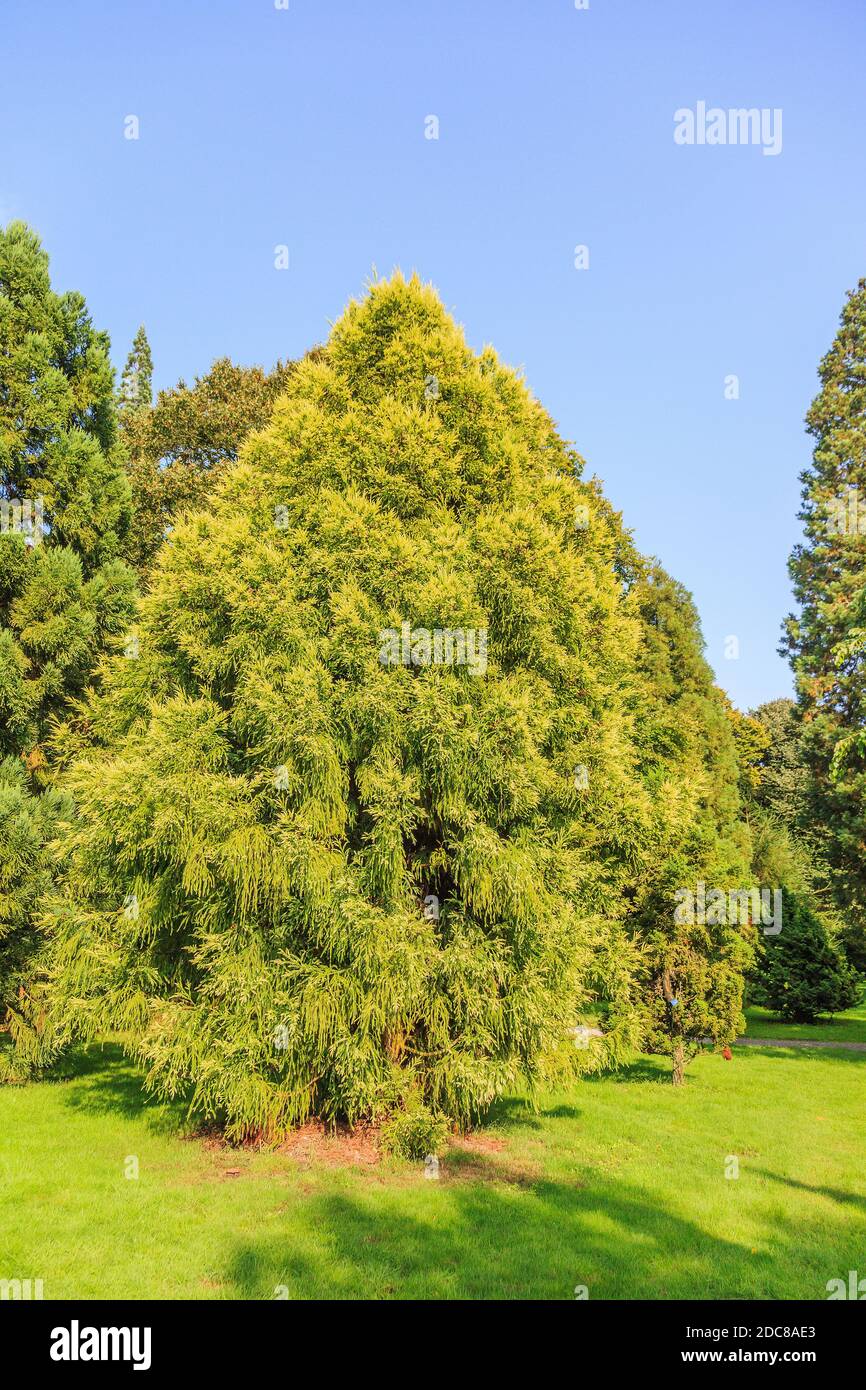 Japanese sugi pine or Japanese red-cedar, cryptomeria japonica Stock Photo