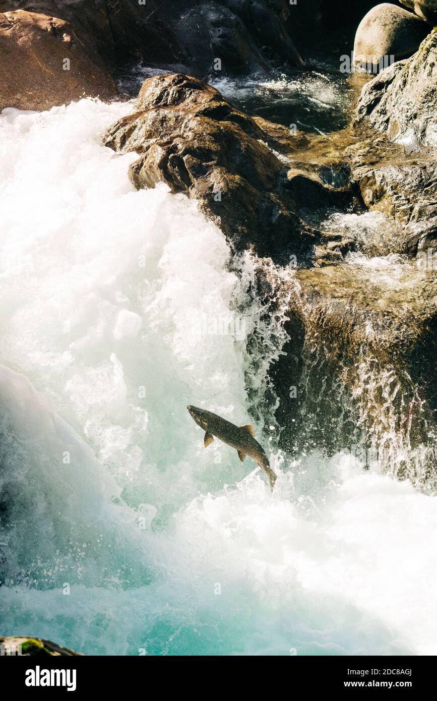 Side view from above of an adult salmon jumping up a waterfall Stock