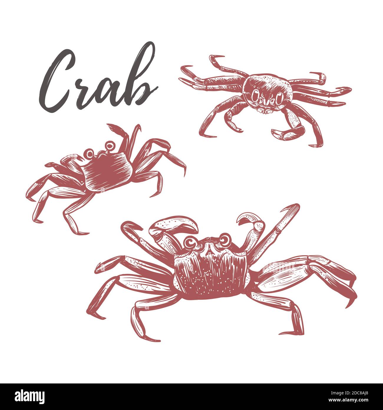 Crab vector illustration. Crab hand drawing Stock Vector Image & Art