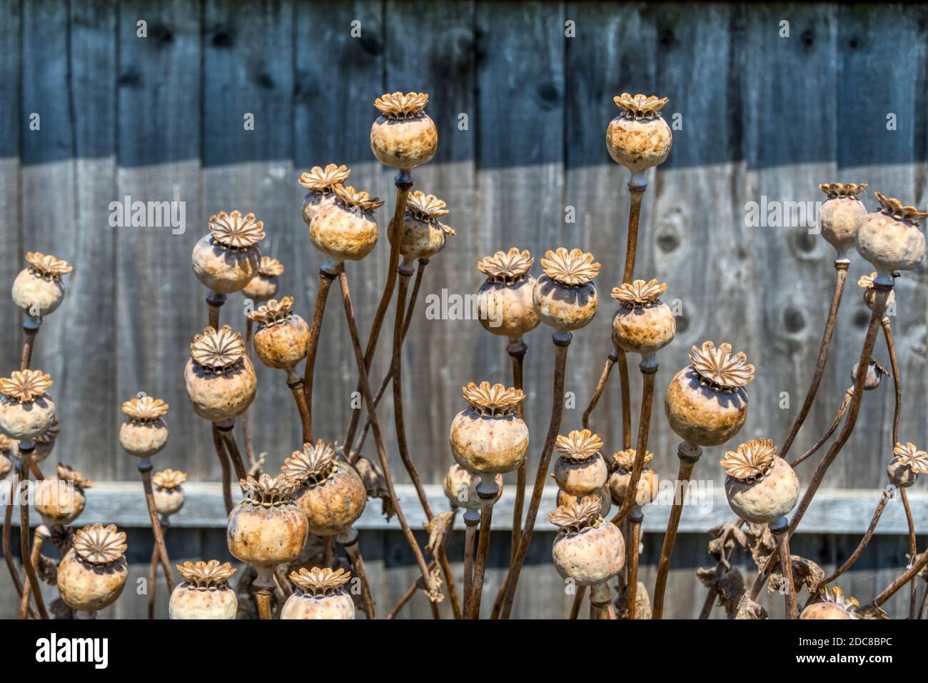 Dried seedheads of opium poppy, Papaver somniferum, against a wooden garden fence. Stock Photo