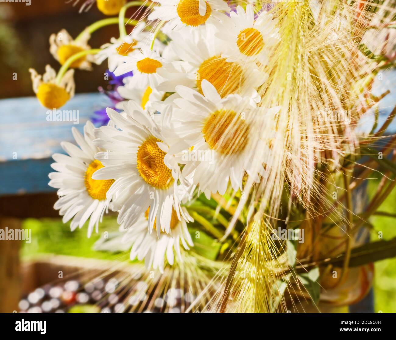 Pretty chamomiles in sunlight at summer morning Stock Photo